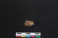 梅花鹿骨藏品圖，第2張