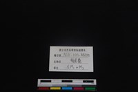 梅花鹿骨藏品圖，第3張