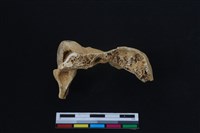 梅花鹿骨藏品圖，第1張