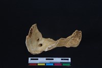 梅花鹿骨藏品圖，第2張