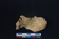 梅花鹿骨藏品圖，第3張