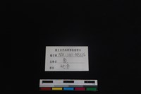 梅花鹿骨藏品圖，第4張