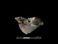 梅花鹿骨藏品圖，第2張