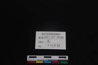 梅花鹿骨藏品圖，第3張