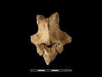 梅花鹿骨藏品圖，第2張