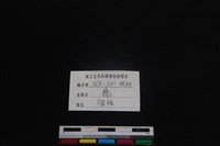 梅花鹿骨藏品圖，第4張