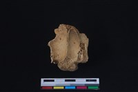 梅花鹿骨藏品圖，第1張