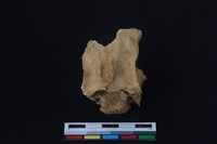 梅花鹿骨藏品圖，第2張