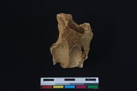 梅花鹿骨藏品圖，第3張