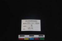 梅花鹿骨藏品圖，第4張