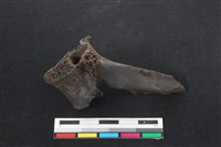 梅花鹿骨藏品圖，第1張