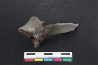 梅花鹿骨藏品圖，第2張