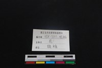 梅花鹿骨藏品圖，第4張