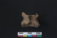 梅花鹿骨藏品圖，第1張