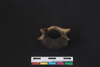 梅花鹿骨藏品圖，第3張