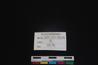 梅花鹿骨藏品圖，第3張