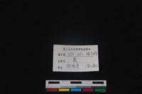 梅花鹿骨藏品圖，第3張