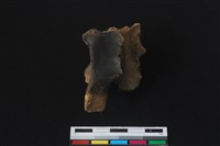 梅花鹿骨藏品圖，第1張