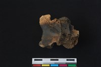 梅花鹿骨藏品圖，第2張