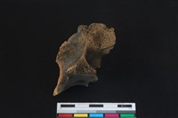 梅花鹿骨藏品圖，第3張