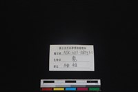 梅花鹿骨藏品圖，第3張