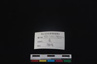 梅花鹿骨藏品圖，第3張