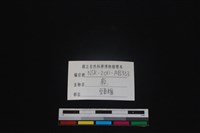 梅花鹿骨藏品圖，第3張