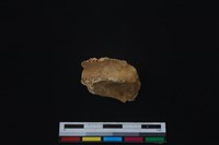 梅花鹿骨藏品圖，第1張