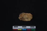 梅花鹿骨藏品圖，第2張