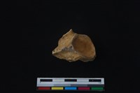 梅花鹿骨藏品圖，第1張