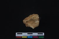 梅花鹿骨藏品圖，第2張