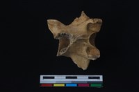 梅花鹿骨藏品圖，第2張