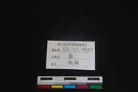 梅花鹿骨藏品圖，第3張