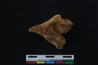 梅花鹿骨藏品圖，第1張