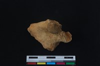 梅花鹿骨藏品圖，第2張