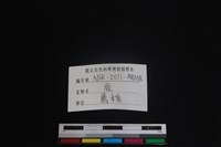 梅花鹿骨藏品圖，第3張