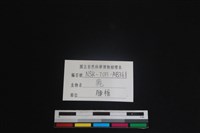 梅花鹿骨藏品圖，第3張
