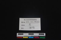 梅花鹿骨藏品圖，第3張
