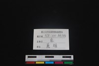 梅花鹿骨藏品圖，第3張