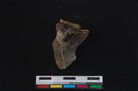 梅花鹿骨藏品圖，第1張