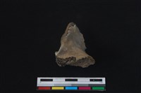 梅花鹿骨藏品圖，第2張