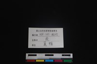 梅花鹿骨藏品圖，第3張