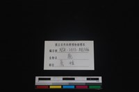 梅花鹿骨藏品圖，第3張