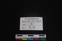 梅花鹿骨藏品圖，第3張