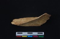 梅花鹿骨藏品圖，第1張