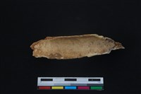 梅花鹿骨藏品圖，第2張