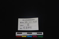 梅花鹿骨藏品圖，第3張