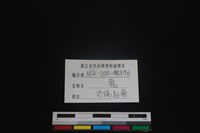 梅花鹿骨藏品圖，第3張
