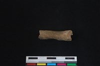 梅花鹿骨藏品圖，第1張