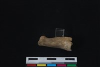 梅花鹿骨藏品圖，第2張